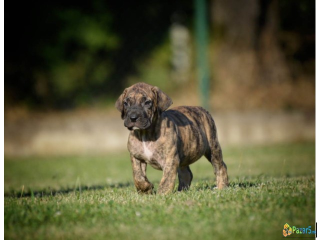 Na Prodaju Stenci Presa Canario  