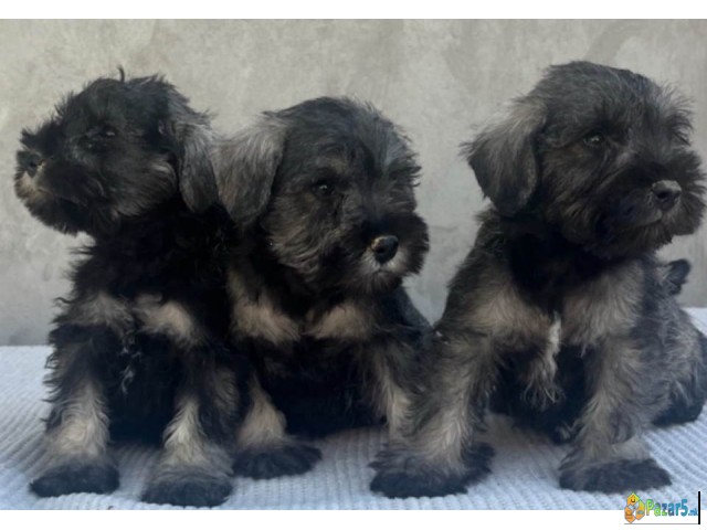 Patuljasti Šnaucer Miniature Schnauzer