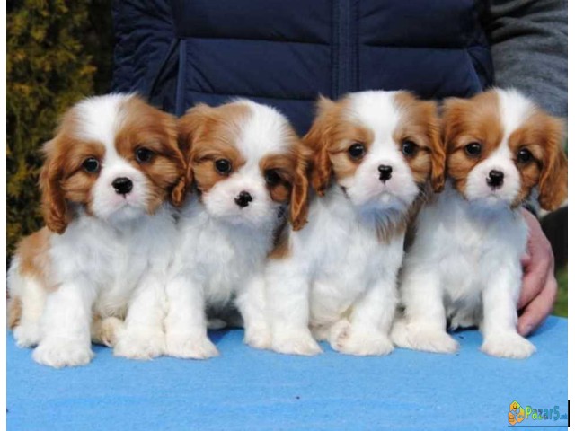 Dostupni štenci Cavalier King Charles spanijela 